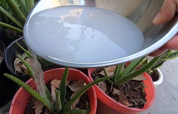 3 thứ bỏ đi nhưng đem ngâm với nước lại trở thành ‘báu vật’ để tưới hoa