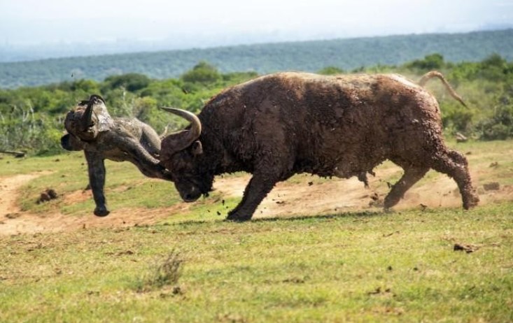 Voi con tự tin thái quá, thử thách sức mạnh của trâu rừng để rồi nhận cái kết không thể "đắng" hơn