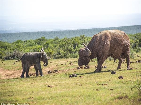 Voi con tự tin thái quá, thử thách sức mạnh của trâu rừng để rồi nhận cái kết không thể