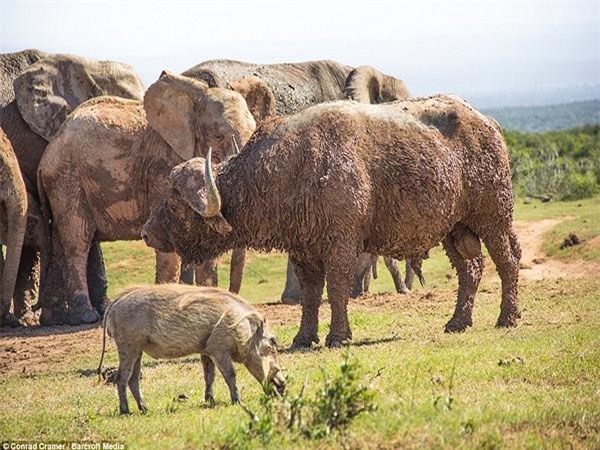 Voi con tự tin thái quá, thử thách sức mạnh của trâu rừng để rồi nhận cái kết không thể