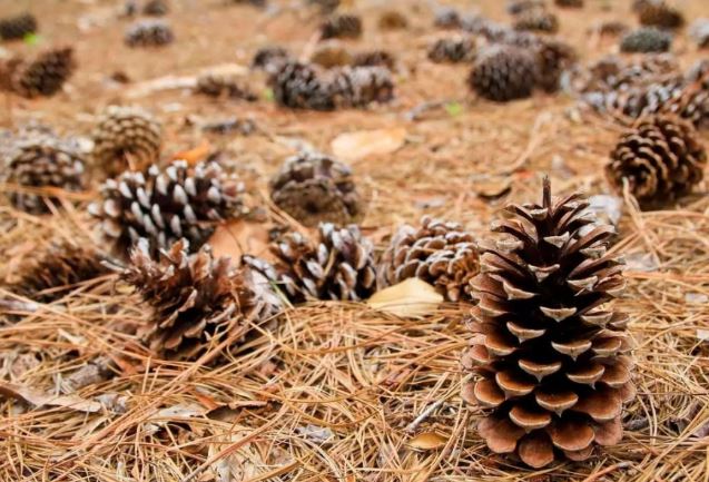 4 thứ bỏ đi nhưng là bảo bối với cây trồng giúp cây phát triển, ra hoa đều