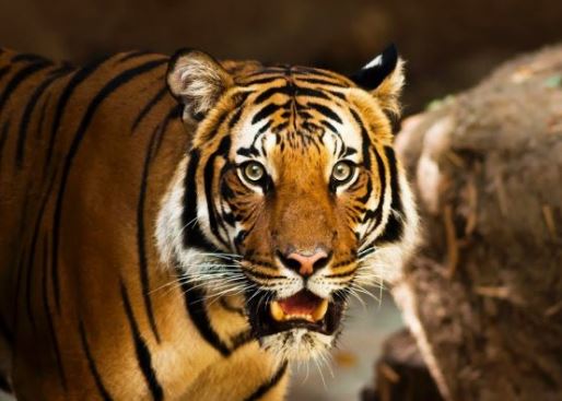 3 con giáp hướng nội nhưng có tài lãnh đạo, tương lai thành đạt, lắm tiền nhiều của