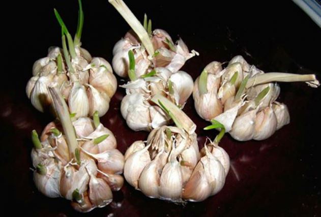 Củ tỏi bán đầy ngoài chợ nhưng có 4 dấu hiệu này thì đừng mua kẻo phí tiền