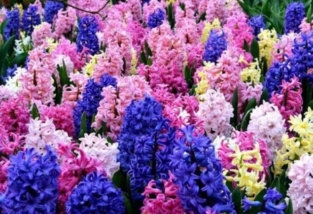 6 loại hoa dù thích mấy cũng không nên đặt trong nhà kẻo phá nát phong thủy, vận xui đeo bám