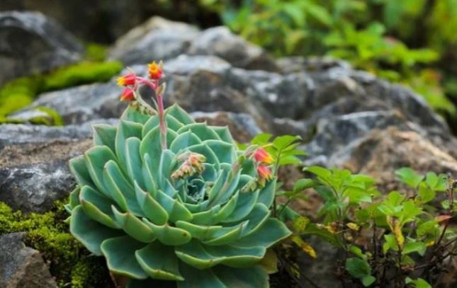 4 loại cây khi ra hoa bị coi là ‘điềm gở’, gia chủ có thể gặp phiền toái