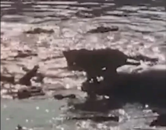 Sư tử thoát thân đầy ngoạn mục trong vòng vây của 40 con cá sấu