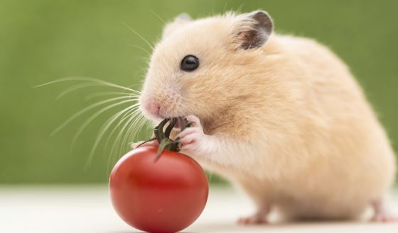 4 con giáp nữ năng lực vượt trội, càng về hậu vận càng phát tài