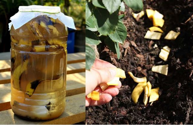 Quả chuối ăn xong giữ lại vỏ, làm theo cách này tiết kiệm cả triệu tiền phân bón