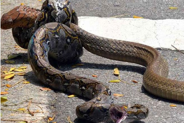 Trận chiến nghẹt thở giữa hổ mang chúa và loài bò sát dài nhất hành tinh