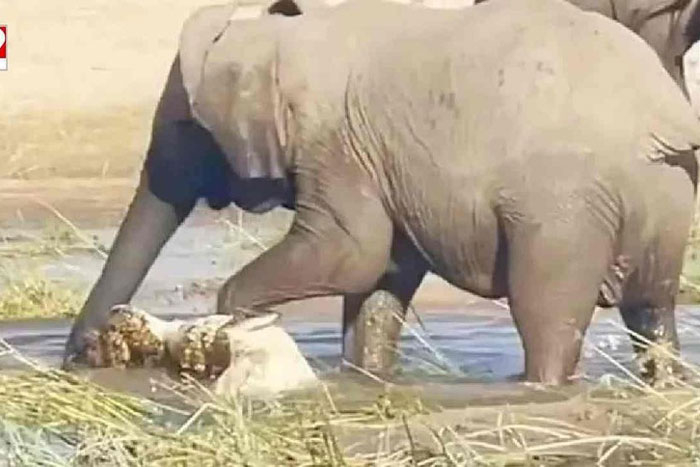 Voi khổng lồ nổi điên dẫm chết cá sấu