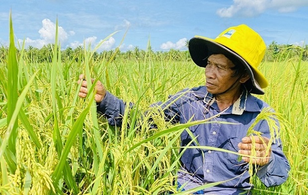 Gỡ khó trong tiêu thụ lúa gạo tại Đồng bằng sông Cửu Long