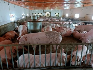 Giá heo hơi hôm nay 14/7/2023: Giảm nhẹ, mức cao nhất lên 66.000 đồng/kg