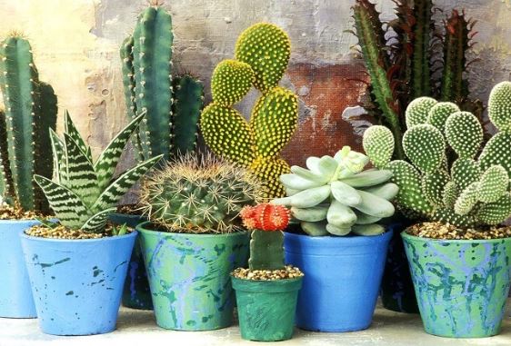 3 loại cây cảnh mời gọi tài lộc, đặt trong phòng ngủ lại là ‘tử thần’