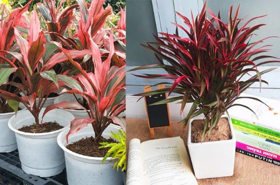 4 loại cây phát tài có thể mang đến phú quý, trồng trong nhà sự nghiệp thăng tiến