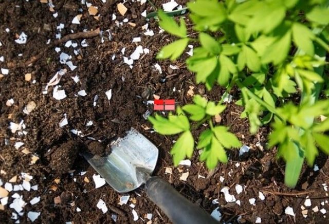 Rắc 3 loại bột này lên đất, chỉ 30 ngày sau cây cảnh nở hoa tua tủa