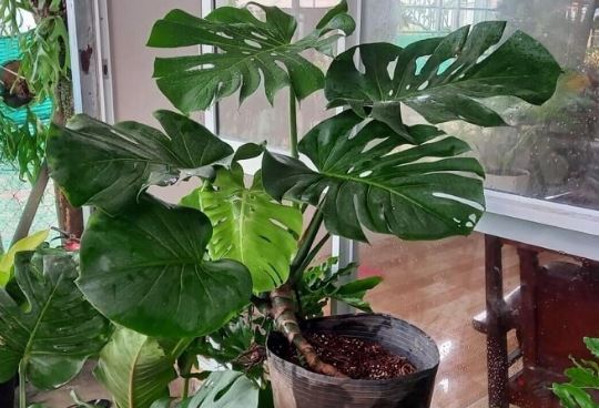 3 loại cây diệt vi khuẩn cực tốt, nhà nào cũng nên trồng để thanh lọc không khí