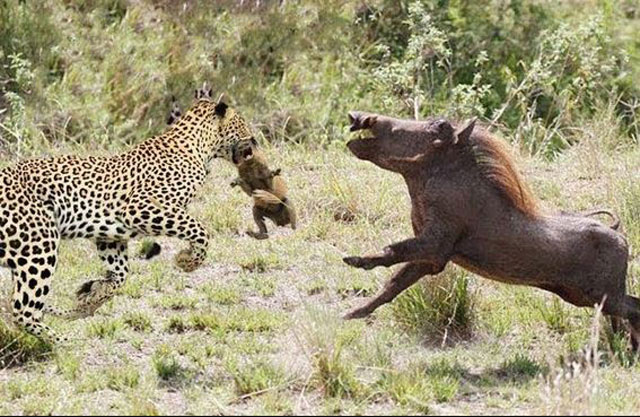 Lợn rừng tấn công báo săn, giải cứu con ngoạn mục