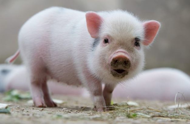 3 tuổi này năng lực vượt trội, sống có trách nhiệm cuối năm có thu hoạch lớn