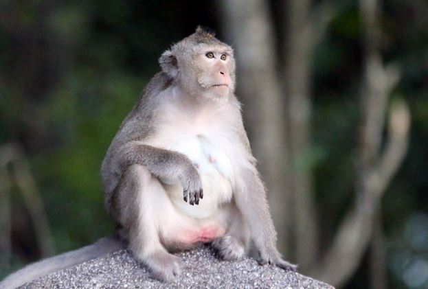 3 con giáp trời phú cho nhanh nhẹn, sự nghiệp thăng tiến mạnh mẽ