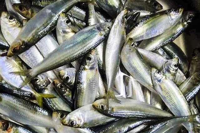 Những loại cá này rẻ như cho nhưng bổ ngang nhân sâm, ra chợ thấy hãy mua ngay 