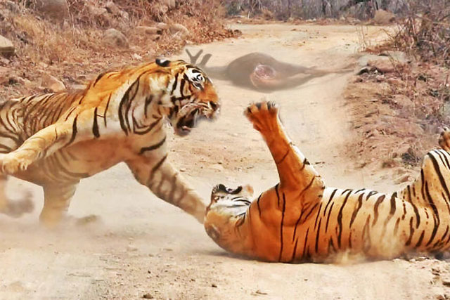 Cặp đôi hổ ác chiến dữ dội tranh giành thức ăn