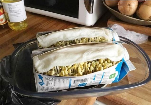 Hộp sữa uống hết đừng vội vứt vỏ, tận dụng để trồng giá chỉ 4 ngày là bạn có rau sạch ăn