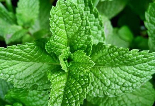 8 loại cây hút ẩm, lọc không khí giúp ngôi nhà thêm sạch sẽ, thoáng đãng