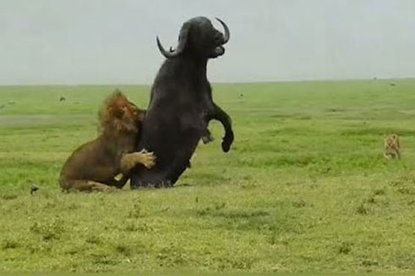 Sư tử đực ra tay, hạ sát trâu rừng ‘khủng’ trong một nốt nhạc