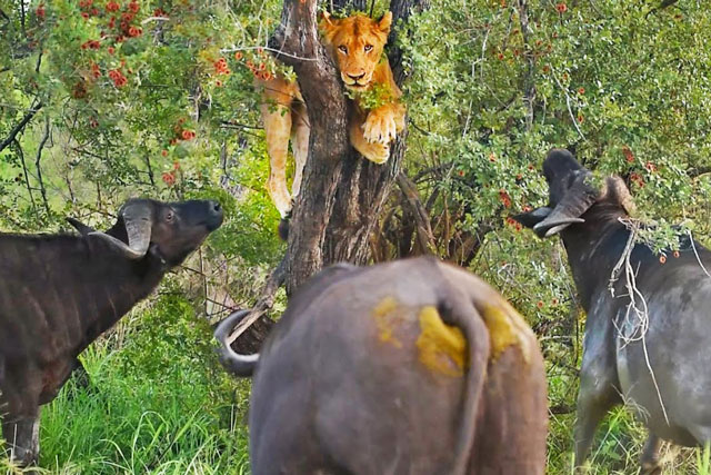 Sư tử ‘trốn chui trốn nhủi’ khi bị bầy trâu rừng bao vây