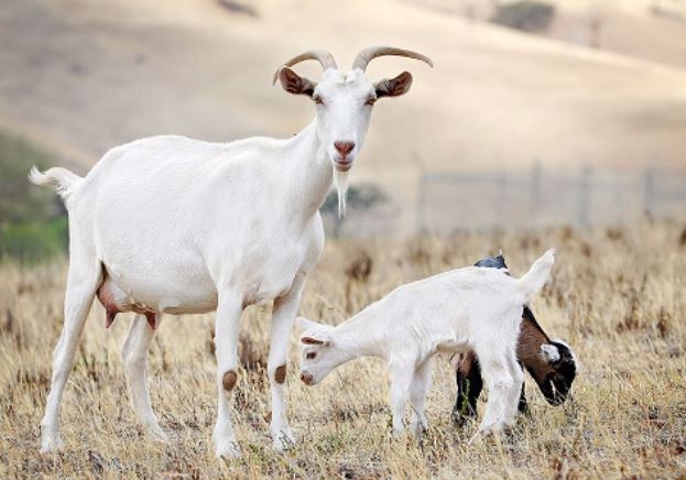 3 con giáp mạnh mẽ có thừa nhưng vất vả không thiếu