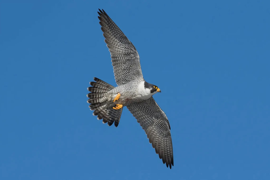 Điểm danh 9 loài động vật nhanh nhất thế giới