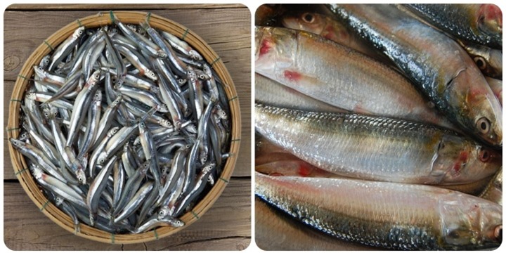 Cá rất ngon nhưng có 5 loại cá không nên ăn nhiều - 2