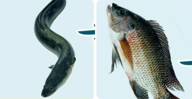 Cá rất ngon nhưng có 5 loại cá không nên ăn nhiều