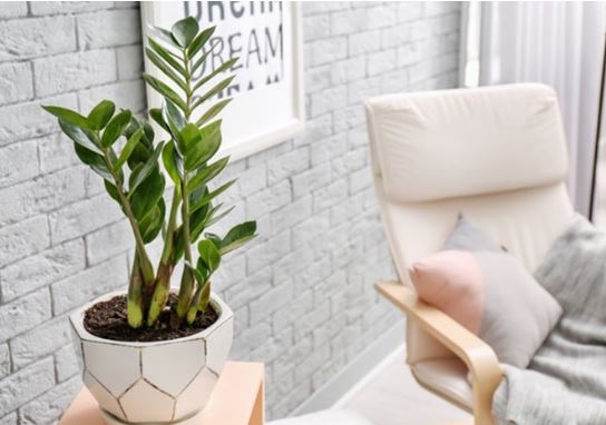 3 vị trí tránh đặt cây kim tiền kẻo tiền bạc thất thoát, tài lộc đứt đoạn