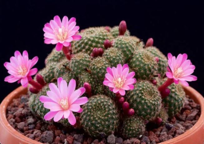 Cổ nhân dạy ‘Muốn người khỏe mạnh, tài lộc sung túc’ nên tránh trồng 3 loại cây cảnh này