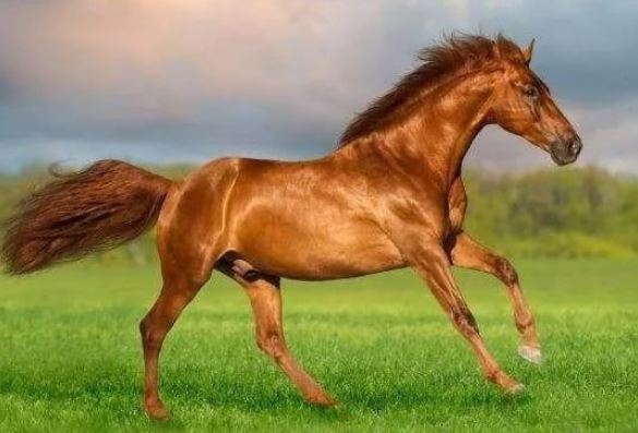 3 con giáp nữ trời sinh tốt số, chồng con được nhờ