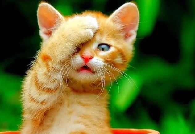 3 con giáp tham vọng lớn, kinh doanh ngày càng thành công