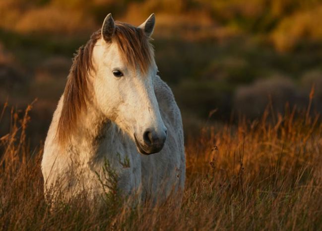 Nhà có 3 con giáp này tài lộc dư dả, ăn nên làm ra, giàu càng thêm giàu