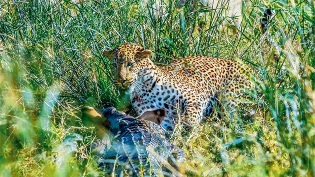 Bảo vệ miếng mồi ngon, báo hoa mai quyết chiến cùng lúc với 3 con cá sấu to lớn ảnh 2