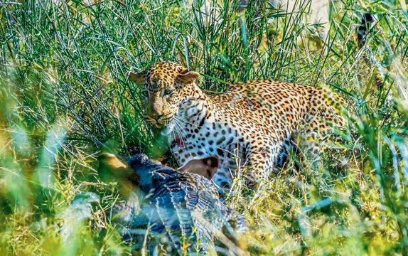 Bảo vệ miếng mồi ngon, báo hoa mai quyết chiến cùng lúc với 3 con cá sấu to lớn