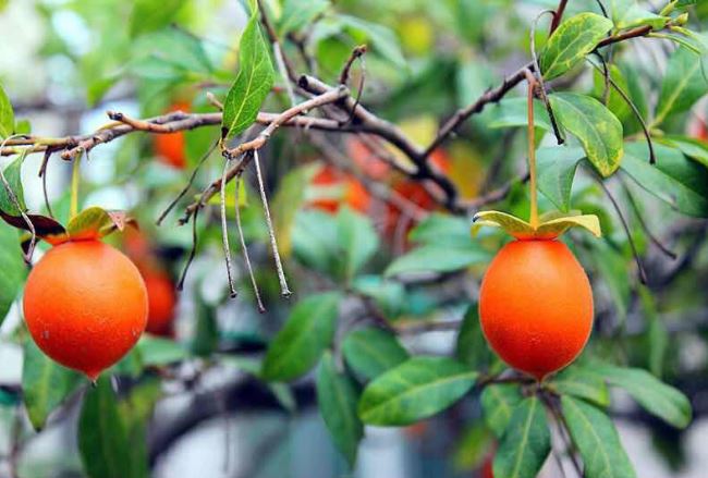 3 loại cây có quả đỏ mọng, trồng trong nhà quanh năm rước lộc