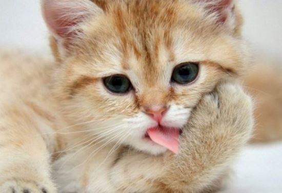 Top 3 con giáp hiếu thắng không muốn thua kém bất cứ ai