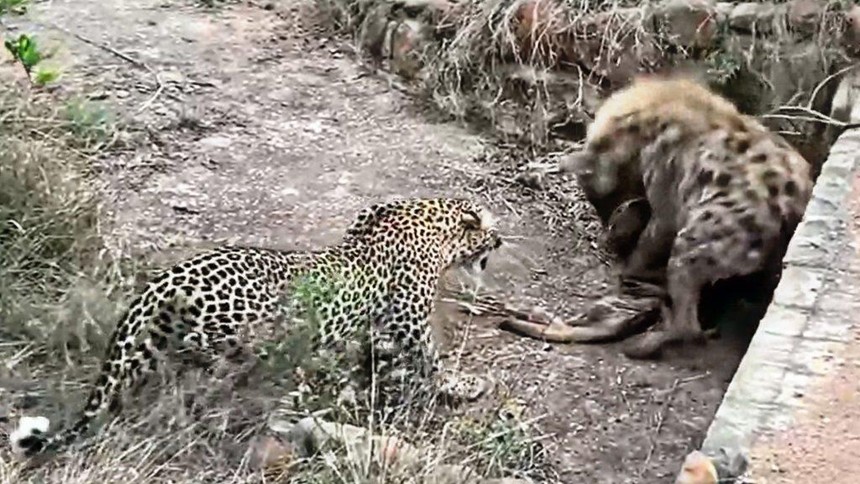 Bất cẩn, báo hoa mai đánh mất lợi thế trước linh cẩu máu lạnh