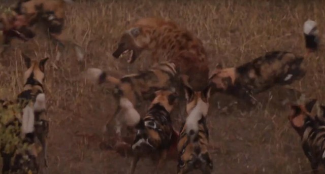 Bầy chó hoang hợp sức, đánh đuổi kẻ thù linh cẩu