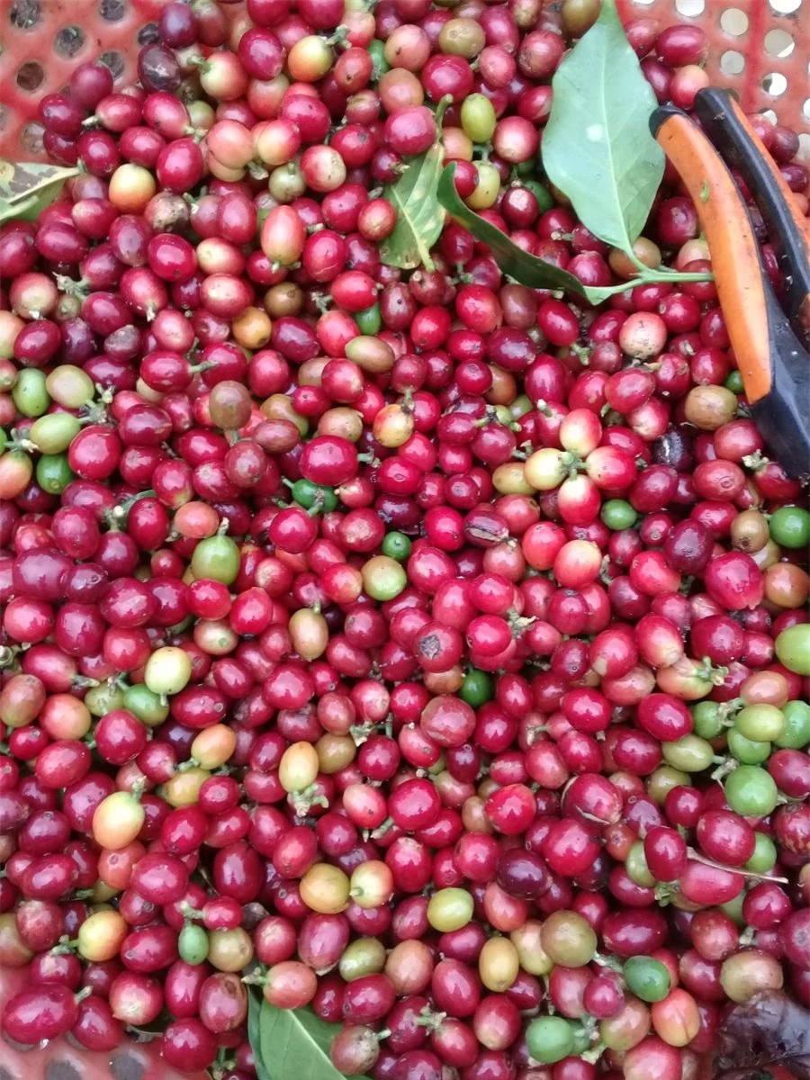 Giá nông sản ngày 15/7/2023: Cà phê tăng trở lại, hồ tiêu đạt 70.000 đồng/kg