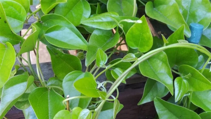 Loại lá được gọi là sâm, giúp giải độc, mát gan chống lão hoá diệu kỳ - 1