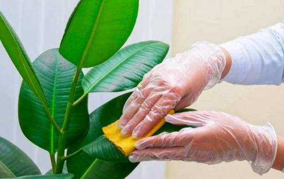 Bột giặt là trợ thủ đắc lực trong việc trồng cây, ai biết sớm thì nhàn sớm