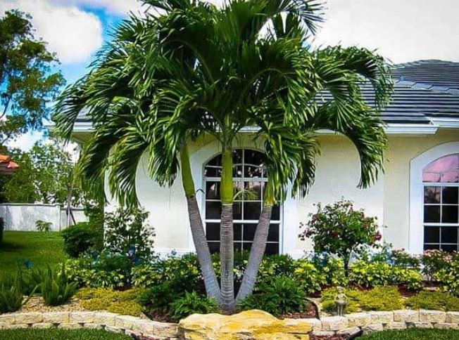 5 loại cây trồng trước cửa giúp chiêu dụ tiền tài phú quý, con cháu 3 đời hưởng phúc