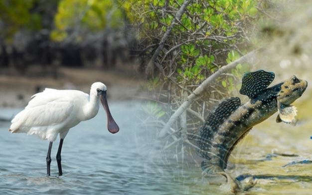 Khám phá vùng đất có cảnh đẹp như phim, dưới có cá tôm, trên có chim trời