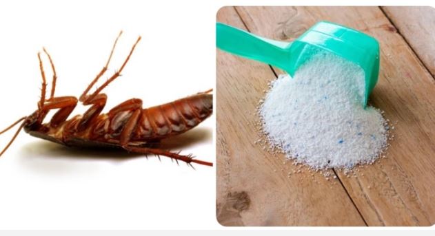 Đường trộn xà phòng: Mẹo đơn giản khiến gián 'một đi không trở lại'